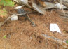 Location of buried treasure